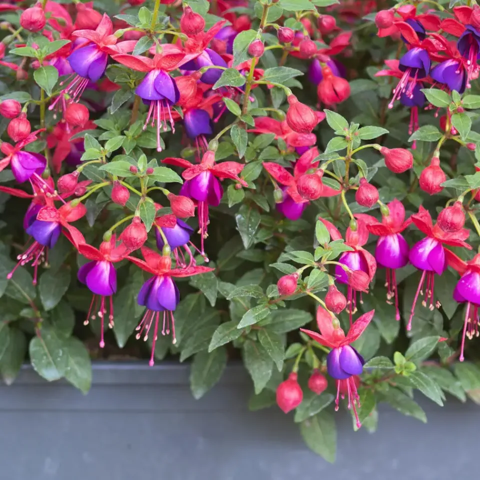 Plant in a Box Bellenplant - Set van 3 - Fuchsia magellanica - Hoogte 10-20cm - ⌀9cm Outlet