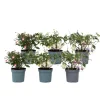 Plant in a Box Bellenplant - Set van 6 - Fuchsia magellanica - Hoogte 10-20cm - ⌀9cm Online