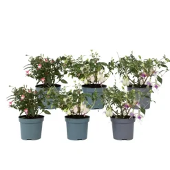 Plant in a Box Bellenplant - Set van 6 - Fuchsia magellanica - Hoogte 10-20cm - ⌀9cm Online