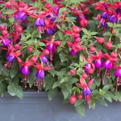 Plant in a Box Bellenplant - Set van 6 - Fuchsia magellanica - Hoogte 10-20cm - ⌀9cm Online