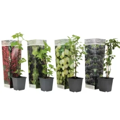 Plant in a Box Bessenplanten - Set van 4 - Rubus Rubrum Uva Fructosus - Hoogte 25-40cm - ⌀9cm New