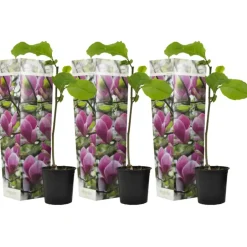 Plant in a Box Beverboom - Set van 3 - Magnolia 'Susan' - Hoogte 25-40cm - ⌀9cm Clearance