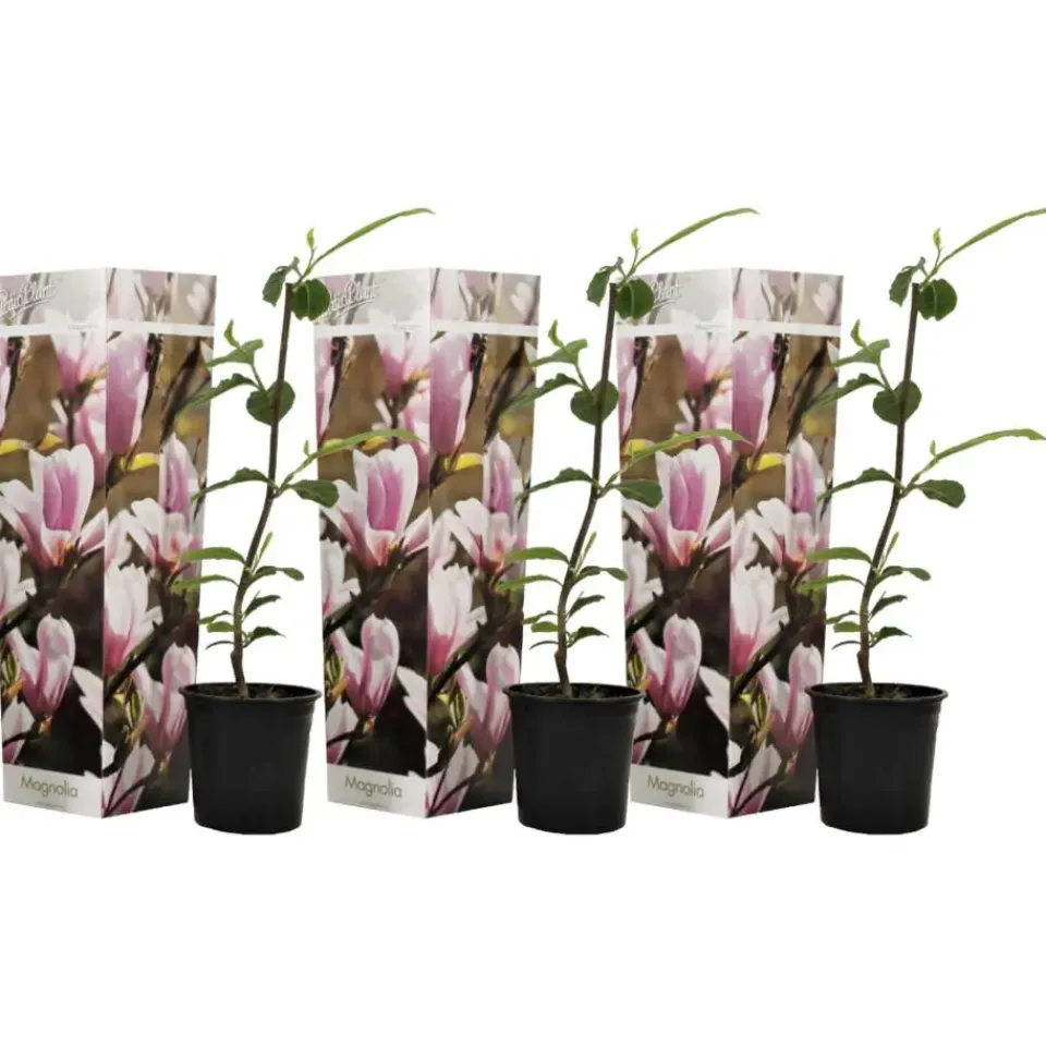 Plant in a Box Beverboom - Set van 3 - Magnolia 'Soulangea' - Hoogte 25-40cm - ⌀9cm Clearance