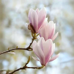 Plant in a Box Beverboom - Set van 3 - Magnolia 'Soulangea' - Hoogte 25-40cm - ⌀9cm Clearance
