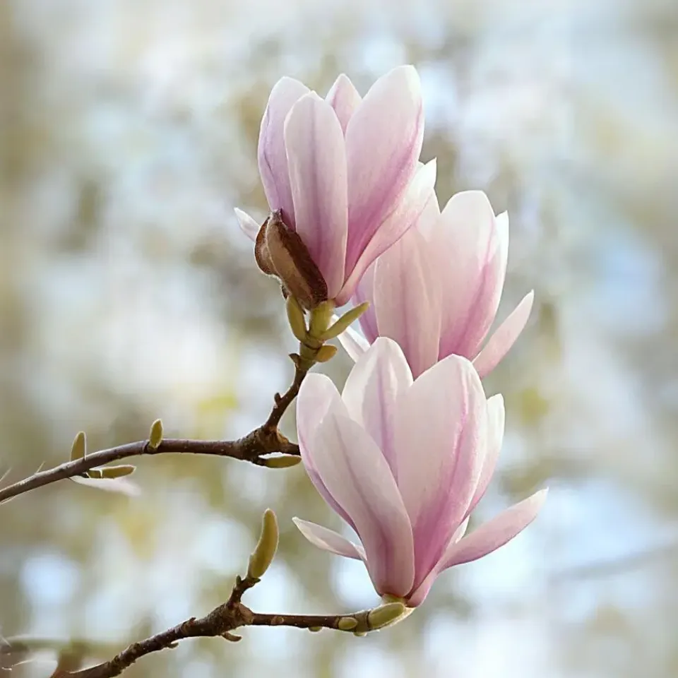 Plant in a Box Beverboom - Set van 3 - Magnolia 'Soulangea' - Hoogte 25-40cm - ⌀9cm Clearance