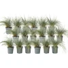 Plant in a Box Blauw schapegras - Set van 18 - Festuca 'Elijah Blue' - Hoogte 10-15cm - ⌀9cm Best