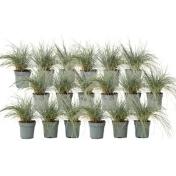 Plant in a Box Blauw schapegras - Set van 18 - Festuca 'Elijah Blue' - Hoogte 10-15cm - ⌀9cm Best