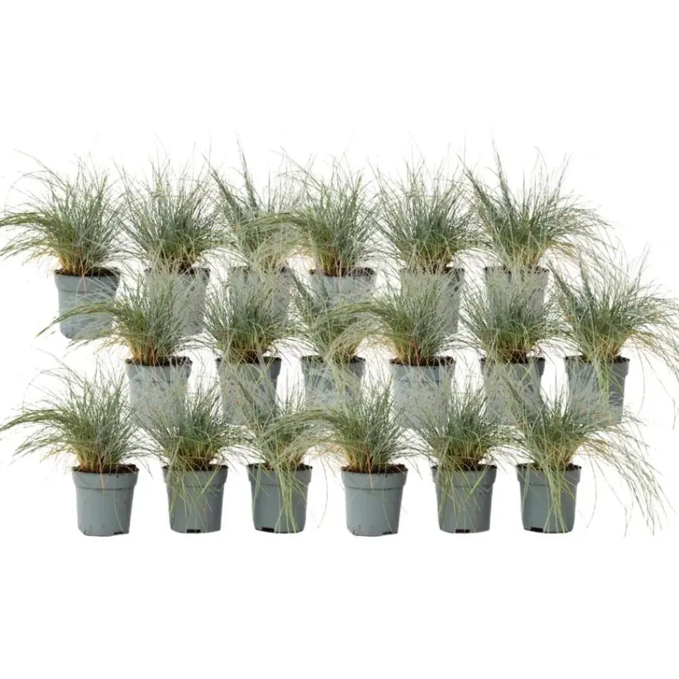 Plant in a Box Blauw schapegras - Set van 18 - Festuca 'Elijah Blue' - Hoogte 10-15cm - ⌀9cm Best