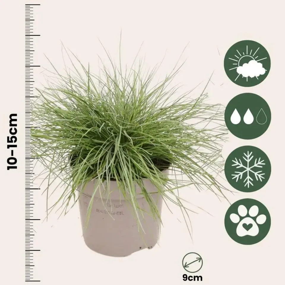 Plant in a Box Blauw schapegras - Set van 18 - Festuca 'Elijah Blue' - Hoogte 10-15cm - ⌀9cm Best