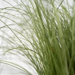 Plant in a Box Blauw schapegras - Set van 18 - Festuca 'Elijah Blue' - Hoogte 10-15cm - ⌀9cm Best