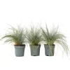 Plant in a Box Blauw schapegras - Set van 3 - Festuca 'Elijah Blue' - Hoogte 10-15cm - ⌀9cm Outlet