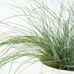 Plant in a Box Blauw schapegras - Set van 3 - Festuca 'Elijah Blue' - Hoogte 10-15cm - ⌀9cm Outlet