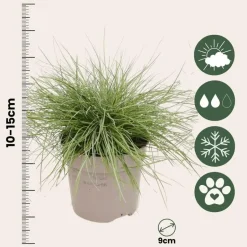 Plant in a Box Blauw schapegras - Set van 3 - Festuca 'Elijah Blue' - Hoogte 10-15cm - ⌀9cm Outlet