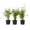 Plant in a Box Blauwe bamboe - Set van 6 - Fargesia papyrifera 'Grex' - Hoogte 30-40cm - ⌀13cm Sale