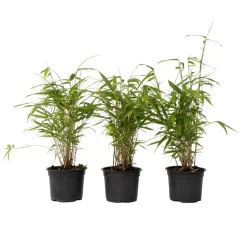 Plant in a Box Blauwe bamboe - Set van 6 - Fargesia papyrifera 'Grex' - Hoogte 30-40cm - ⌀13cm Sale
