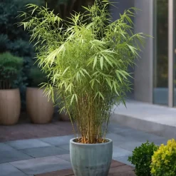 Plant in a Box Blauwe bamboe - Set van 6 - Fargesia papyrifera 'Grex' - Hoogte 30-40cm - ⌀13cm Sale