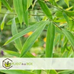 Plant in a Box Blauwe bamboe - Set van 6 - Fargesia papyrifera 'Grex' - Hoogte 30-40cm - ⌀13cm Sale