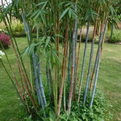 Plant in a Box Blauwe bamboe - Set van 18 - Fargesia 'Blue Dragon' - Hoogte 30-40cm - ⌀13cm Discount