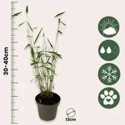 Plant in a Box Blauwe bamboe - Set van 18 - Fargesia 'Blue Dragon' - Hoogte 30-40cm - ⌀13cm Discount