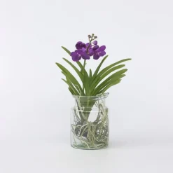 Plant in a Box Blauwe orchidee - Vanda 'Blue' - Hoogte 40-50cm - ⌀14cm Discount
