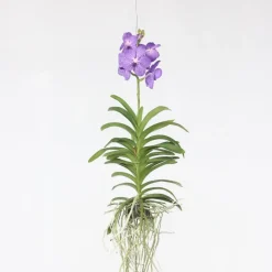 Plant in a Box Blauwe orchidee L - Vanda 'Blue' - Hoogte 55-65cm Outlet