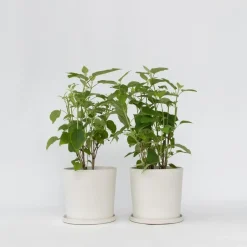 Plant in a Box Bolhortensia - Set van 2 - Hydrangea 'Strong Annabelle' - Hoogte 30-40cm - ⌀19cm Outlet