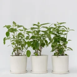 Plant in a Box Bolhortensia - Set van 3 - Hydrangea 'Strong Annabelle' - Hoogte 30-40cm - ⌀19cm Online