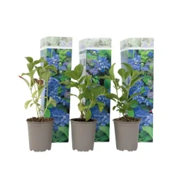Plant in a Box Bolhortensia - Set van 3 - Hydrangea 'Early Blue' - Hoogte 25-40cm - ⌀9cm Sale