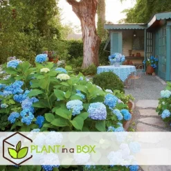Plant in a Box Bolhortensia - Set van 3 - Hydrangea 'Early Blue' - Hoogte 25-40cm - ⌀9cm Sale