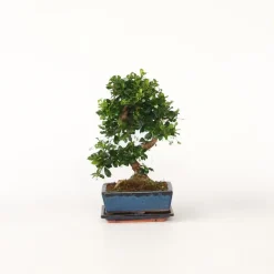 Plant in a Box Bonsai - Carmona microphylla - Hoogte 20-30cm - ⌀15cm Discount