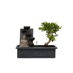 Plant in a Box Bonsai met Buddha - Bonsai - Hoogte 25-35cm - ⌀29cm Sale