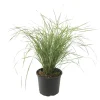 Plant in a Box Bont struisriet - Calamagrostis acutiflora 'Overdam' - Hoogte 20-30cm - ⌀23cm