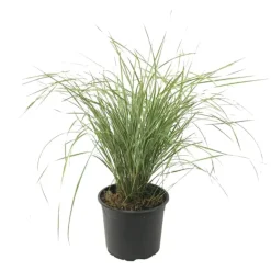 Plant in a Box Bont struisriet - Calamagrostis acutiflora 'Overdam' - Hoogte 20-30cm - ⌀23cm