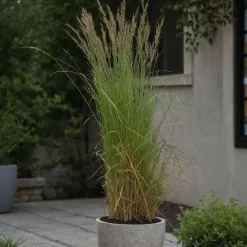 Plant in a Box Bont struisriet - Calamagrostis acutiflora 'Overdam' - Hoogte 20-30cm - ⌀23cm