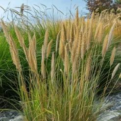 Plant in a Box Bont struisriet - Calamagrostis acutiflora 'Overdam' - Hoogte 20-30cm - ⌀23cm