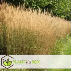 Plant in a Box Bont struisriet - Calamagrostis acutiflora 'Overdam' - Hoogte 20-30cm - ⌀23cm