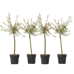 Plant in a Box Bonte dwergwilg - Set van 4 - Salix integra 'Flamingo' - Hoogte 60-80cm - ⌀17cm Discount