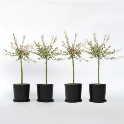 Plant in a Box Bonte dwergwilg - Set van 4 - Salix integra 'Flamingo' - Hoogte 60-80cm - ⌀17cm Discount