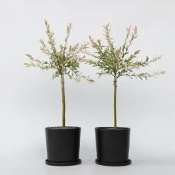 Plant in a Box Bonte dwergwilg - Set van 2 - Salix integra 'Flamingo' - Hoogte 60-80cm - ⌀17cm Hot