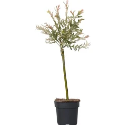 Plant in a Box Bonte Wilg - Salix integra ´Flamingo' - Hoogte 60-80cm - Pot 17cm Best