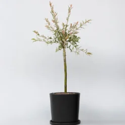Plant in a Box Bonte Wilg - Salix integra ´Flamingo' - Hoogte 60-80cm - Pot 17cm Best