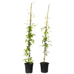 Plant in a Box Bosrank - 2 stuks - Clematis 'Hagley Hybrid' - Hoogte 100-120cm - ⌀17cm
