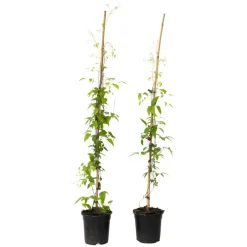 Plant in a Box Bosrank - 2 stuks - Clematis 'The President' - Hoogte 100-120cm - ⌀17cm Clearance