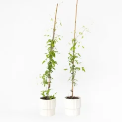 Plant in a Box Bosrank - 2 stuks - Clematis 'The President' - Hoogte 100-120cm - ⌀17cm Clearance