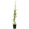 Plant in a Box Bosrank - Clematis 'Hagley Hybrid' - Hoogte 100-120cm - ⌀17cm Hot