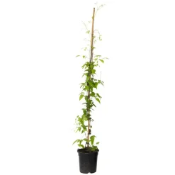 Plant in a Box Bosrank - Clematis 'Hagley Hybrid' - Hoogte 100-120cm - ⌀17cm Hot