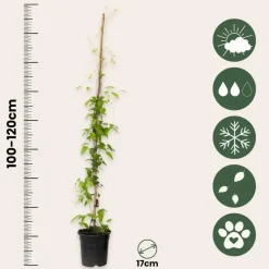 Plant in a Box Bosrank - Clematis 'Hagley Hybrid' - Hoogte 100-120cm - ⌀17cm Hot