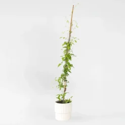 Plant in a Box Bosrank - Clematis 'The President' - Hoogte 100-120cm - ⌀17cm