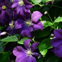 Plant in a Box Bosrank - Clematis 'The President' - Hoogte 100-120cm - ⌀17cm