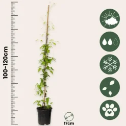 Plant in a Box Bosrank - Clematis 'The President' - Hoogte 100-120cm - ⌀17cm